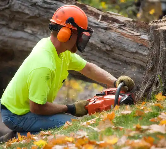 tree services Cape Neddick